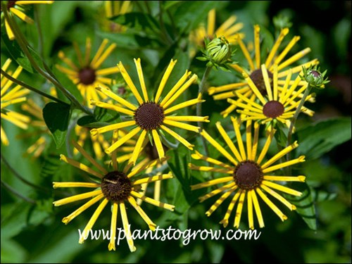 The petals (ray flowers) are tubular and blunt.